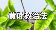 栀子花黄叶子处理方法（教你如何应对栀子花黄叶子问题，保持花木健康成长）