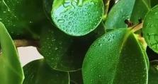 水培碧玉的养殖方法（轻松养活碧玉，水培新趋势）