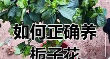 栀子花养殖方法室外指南（打造绚丽花海，全面解析栀子花的养殖技巧）