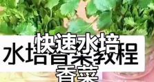 盆栽香菜的水培技巧（提升香菜生长效果的关键方法）